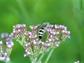 Verbena Brasiliensis